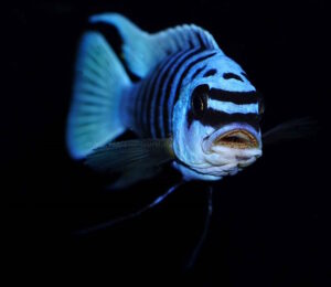 Metriaclima fainzilberi 'Maison Reef'